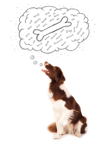 Border collie with thought bubble thinking about a bone — Stock Photo, Image