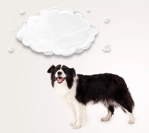 Cute border collie with empty cloud — Stock Photo, Image