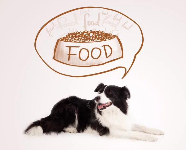 Cute border collie dreaming about food — Stock Photo, Image