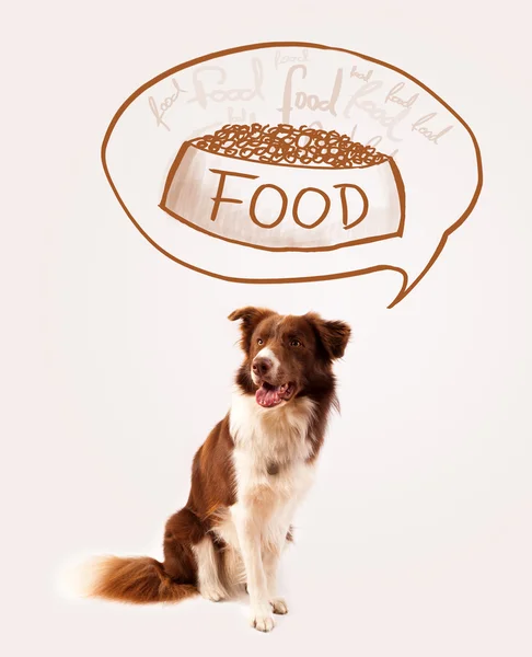 Linda frontera collie soñando con la comida — Foto de Stock