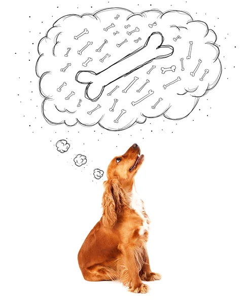 एक हड्डी के बारे में सोचने वाले विचार बुलबुले के साथ प्यारा कुत्ता — स्टॉक फ़ोटो, इमेज