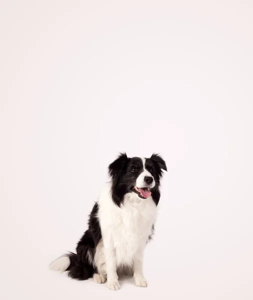 Cute border collie with copy space — Stock Photo, Image