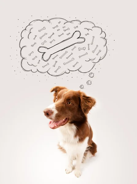 Border collie with thought bubble thinking about a bone — Stock Photo, Image