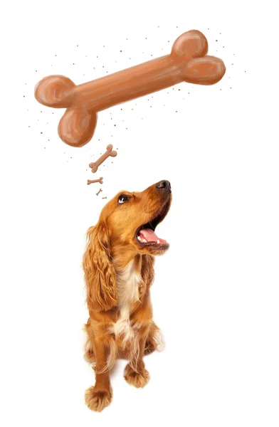 Söt cocker spaniel tänka på ett ben — Stockfoto