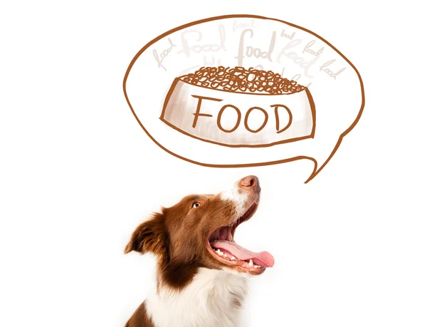 Cute border collie dreaming about food — Stock Photo, Image