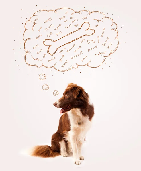 Border collie with thought bubble thinking about a bone — Stock Photo, Image