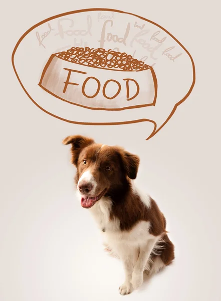 Cute border collie dreaming about food — Stock Photo, Image