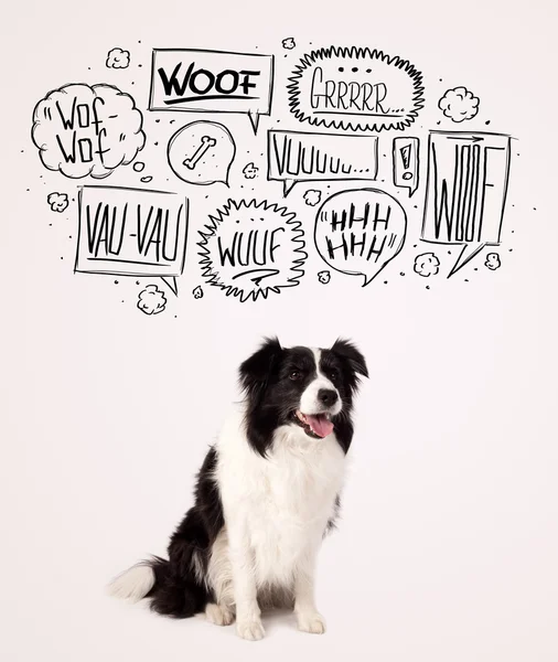Leuke hond met blaffende belletjes — Stockfoto