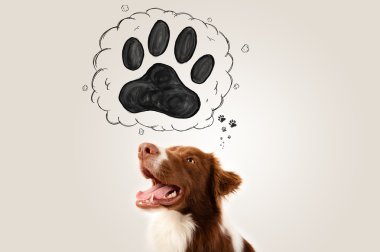Başının üstünde patisi olan şirin bir çoban köpeği.