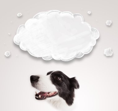 Boş bulutlu şirin bir sınır köpeği.