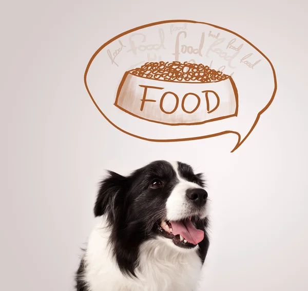 Cute border collie dreaming about food — Stock Photo, Image