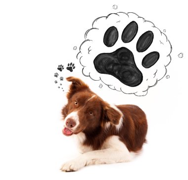 Başının üstünde patisi olan şirin bir çoban köpeği.