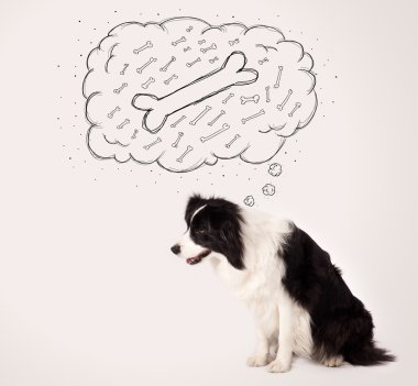 Border collie, düşünce baloncuğu ile bir kemik düşünüyor.