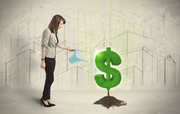 Business woman poring water on dollar tree sign on city backgrou — Stock Photo, Image