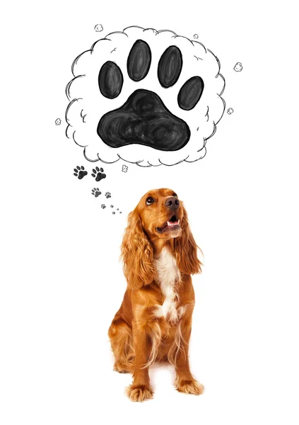 Cute cocker spaniel with paw above her head — Stock Photo, Image