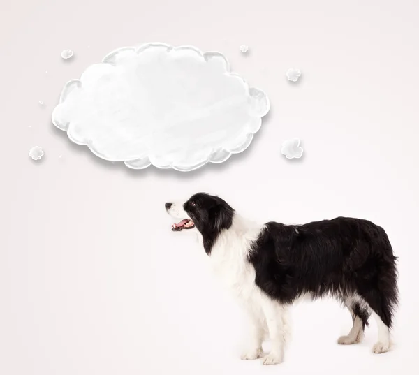 Niedlicher Border Collie mit leeren Wolken — Stockfoto