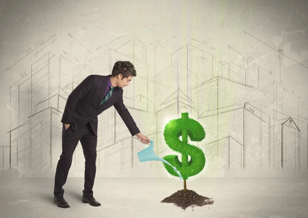 Business man poring water on dollar tree sign on city background — Stock Photo, Image