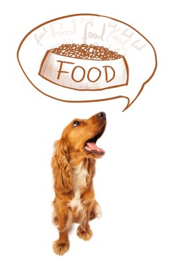 Tatlı cocker spaniel rüyamda yemek görüyorum.