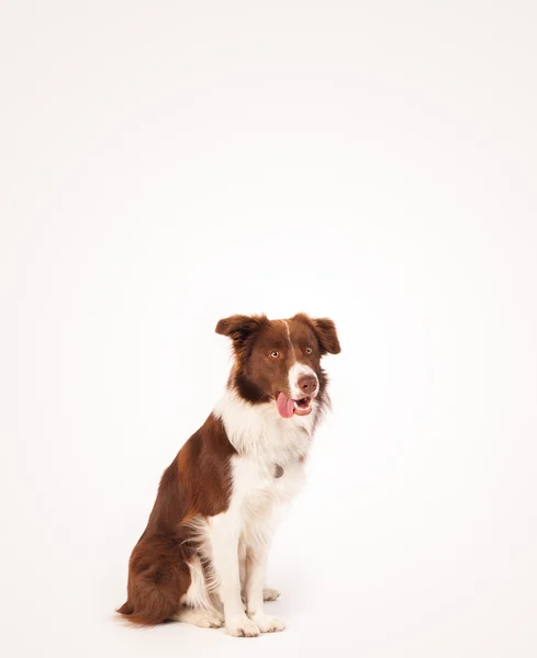 Leuke border collie met kopieerruimte — Stockfoto