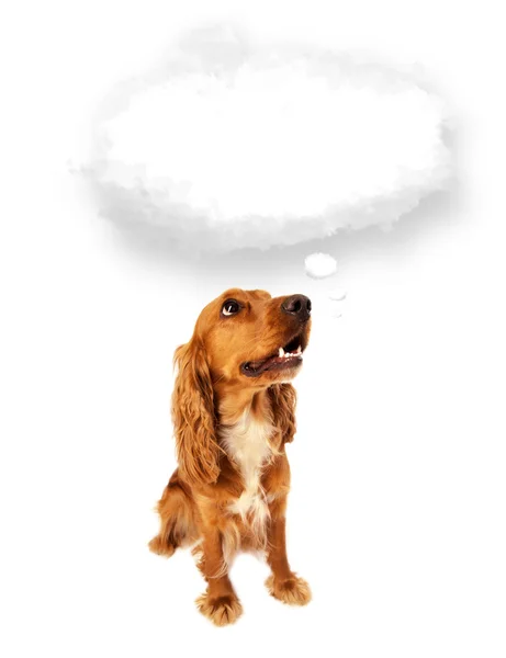 Cute dog with empty cloud bubble — Stock Photo, Image