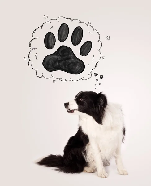 Leuke border collie met pootje boven haar hoofd — Stockfoto