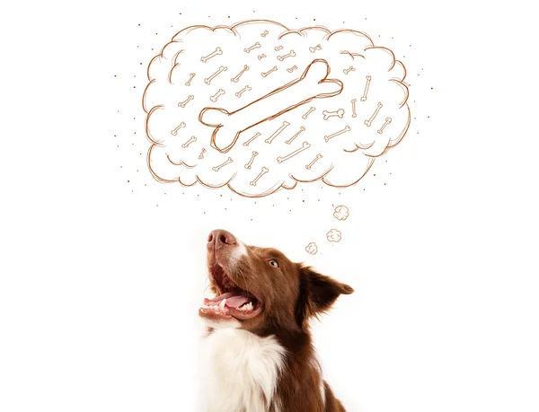 Border collie with thought bubble thinking about a bone — Stock Photo, Image