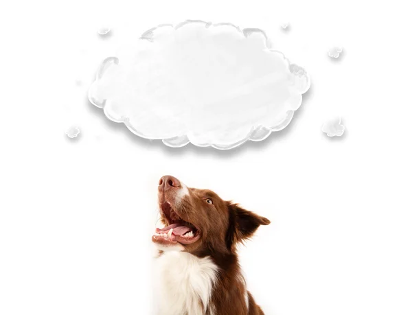 Cute border collie with empty cloud — Stock Photo, Image