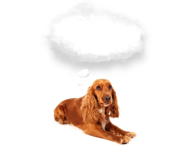 Cute dog with empty cloud bubble — Stock Photo, Image