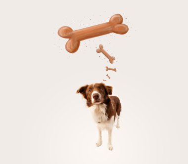 Border collie bir kemik düşünüyor.