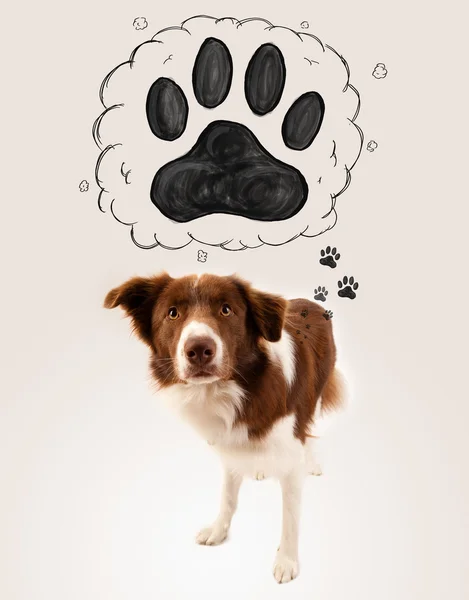 Cute border collie with paw above her head — Stock Photo, Image