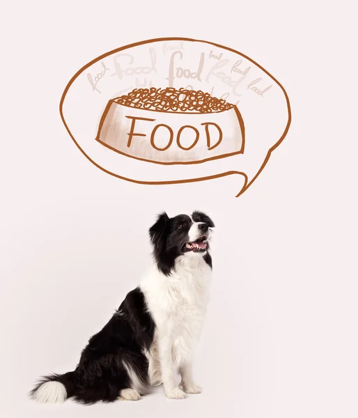 Cute border collie dreaming about food — Stock Photo, Image