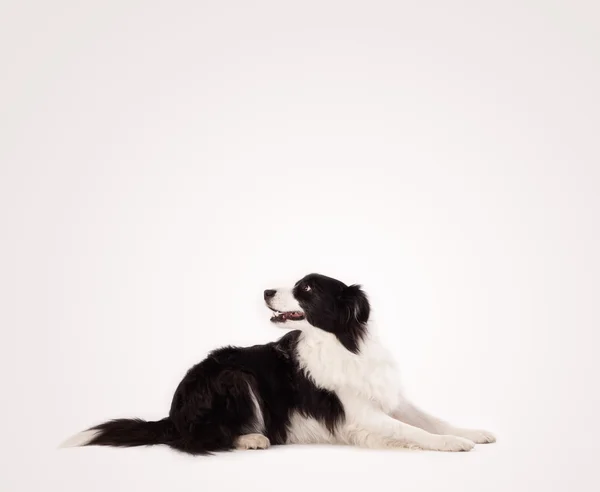 Bonito collie borda com espaço de cópia — Fotografia de Stock