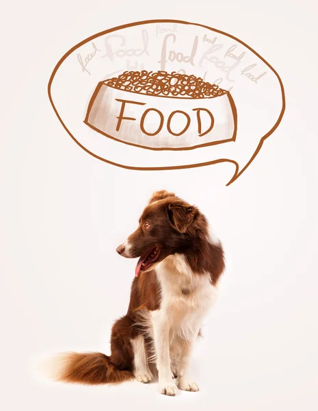 Linda frontera collie soñando con la comida — Foto de Stock