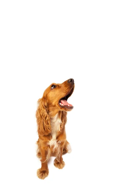 Cute cocker spaniel com espaço de cópia — Fotografia de Stock