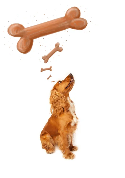 Schattig cocker spaniel denken over een bot — Stockfoto