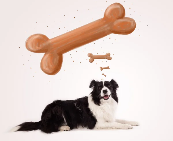 Grens collie denken aan een bot — Stockfoto