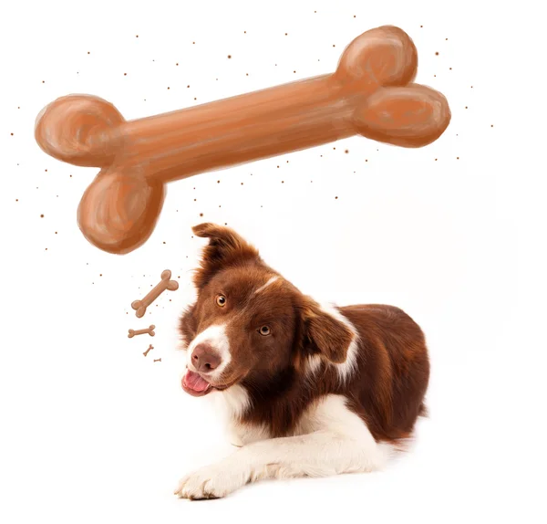 Border collie thinking about a bone — Stock Photo, Image