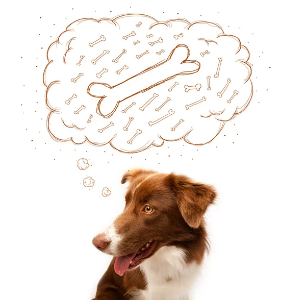 Border collie with thought bubble thinking about a bone — Stock Photo, Image