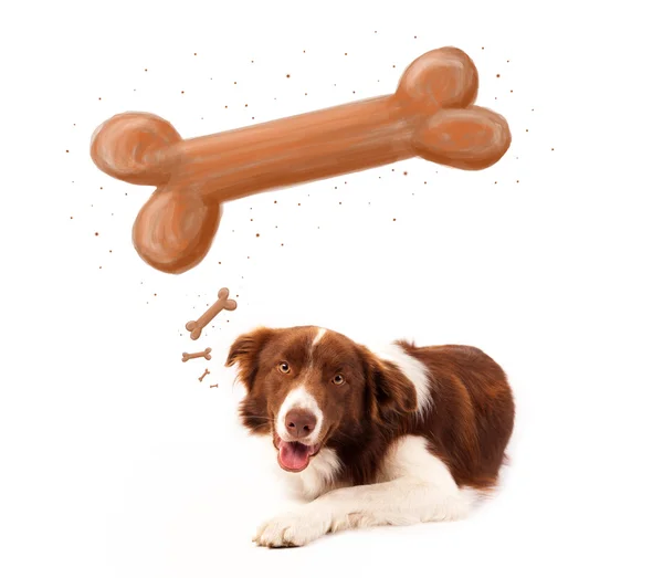 Grens collie denken aan een bot — Stockfoto