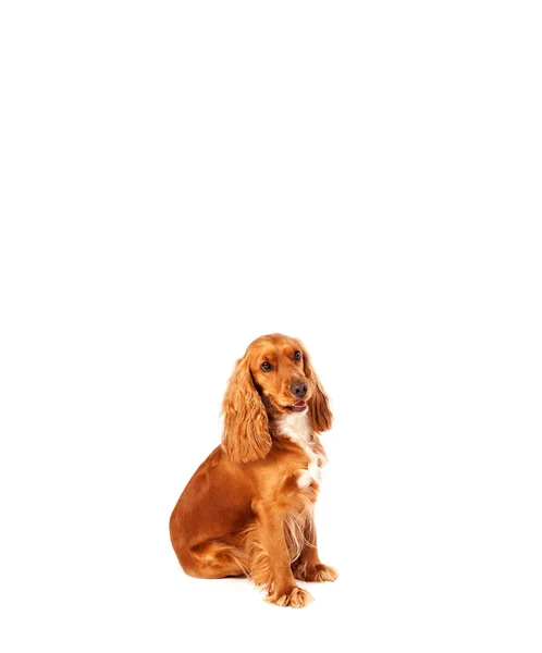 Lindo cocker spaniel con espacio de copia — Foto de Stock