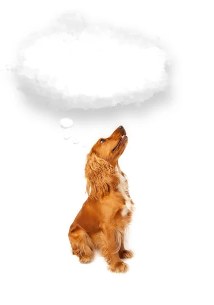 Cute dog with empty cloud bubble — Stock Photo, Image