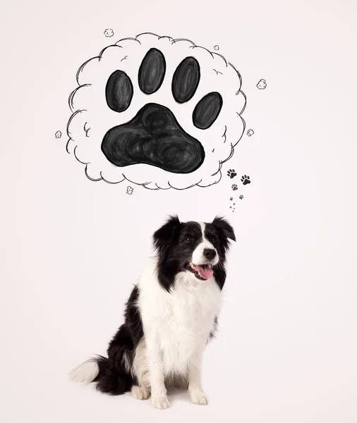 Cute border collie with paw above her head — Stock Photo, Image