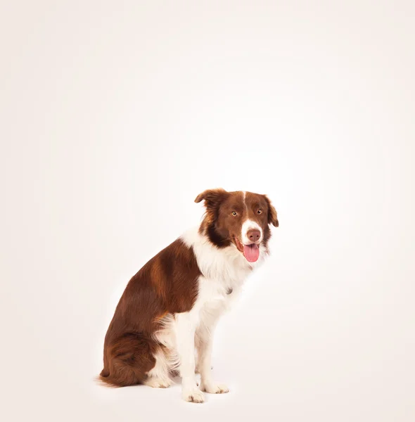 Lindo borde collie con espacio de copia — Foto de Stock