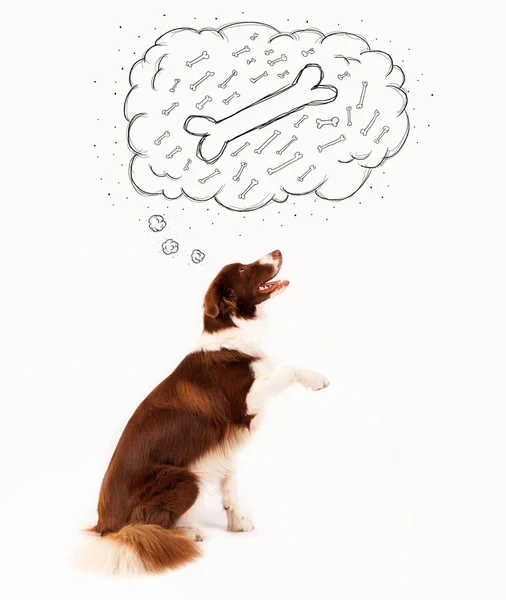 Border collie with thought bubble thinking about a bone — Stock Photo, Image