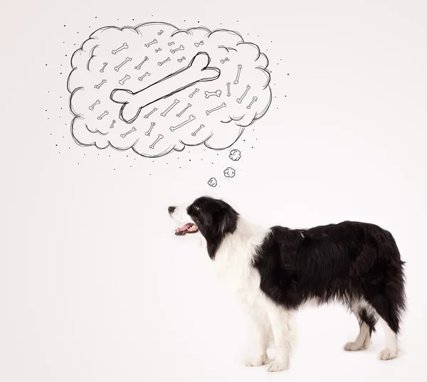 Border collie with thought bubble thinking about a bone — Stock Photo, Image