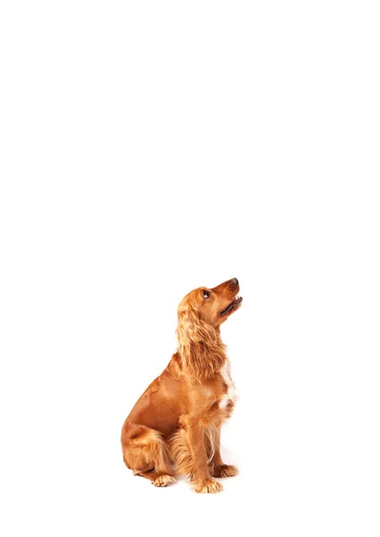 Cute cocker spaniel com espaço de cópia — Fotografia de Stock