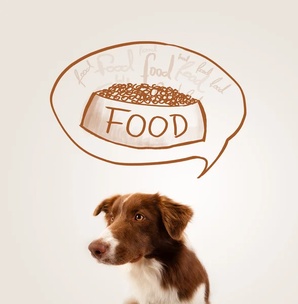 Carino confine collie sognando il cibo — Foto Stock