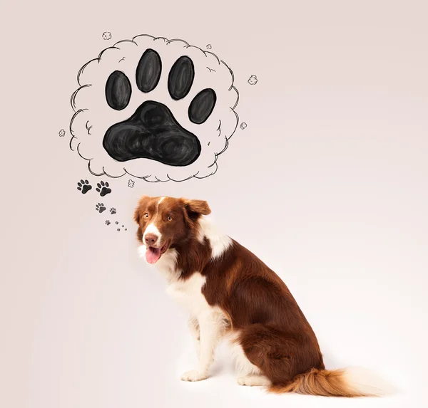 Cute border collie with paw above her head — Stock Photo, Image