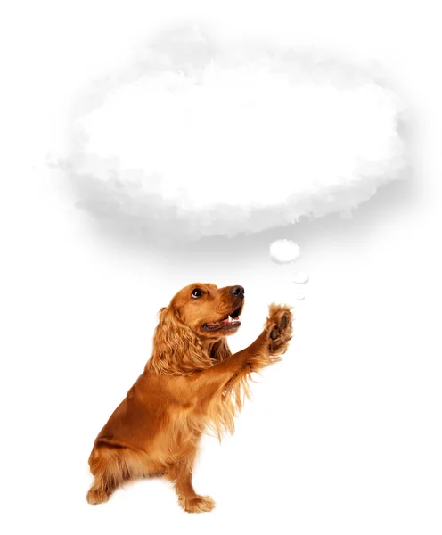 Cute dog with empty cloud bubble — Stock Photo, Image