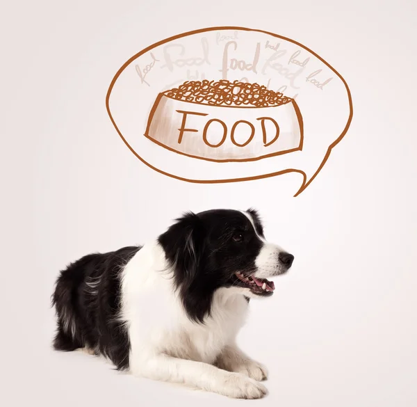 Cute border collie dreaming about food — Stock Photo, Image